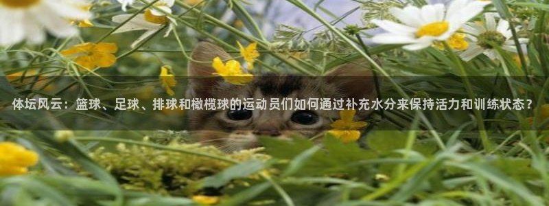 3377体育官网下载注册：体坛风云：篮球、足球、排球